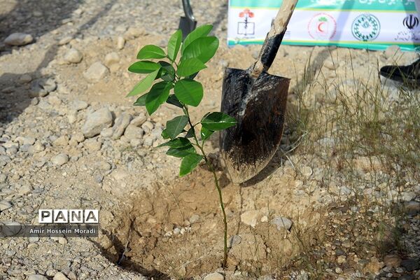آئین کاشت 1500 اصله نهال در هرمزگان