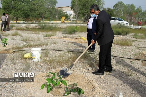 آئین کاشت 1500 اصله نهال در هرمزگان
