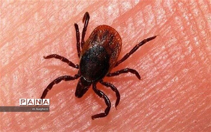 اولین مورد ابتلا به تب خونریزی دهنده کنگو در چهارمحال و بختیاری شناسایی شد