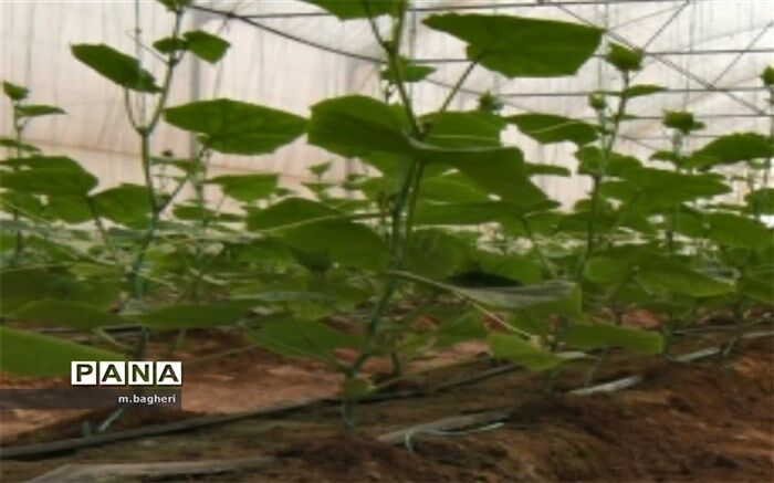روند روبه رشد احداث گلخانه در شهر کاج