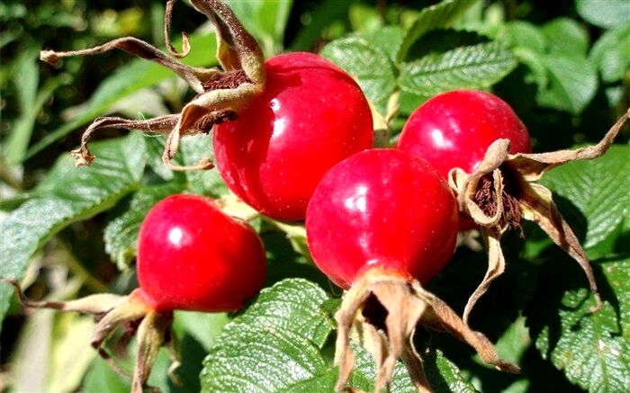 7 اثر چشمگیر روغن رزهیپ برای پوست