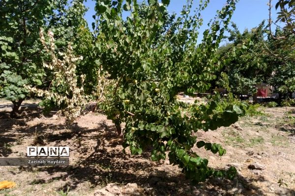 برداشت محصولات کشاورزی در باغات شهرستان ملارد