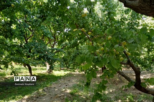 برداشت محصولات کشاورزی در باغات شهرستان ملارد