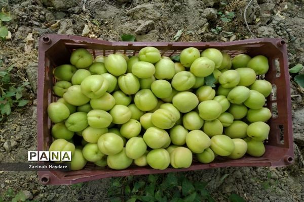 برداشت محصولات کشاورزی در باغات شهرستان ملارد