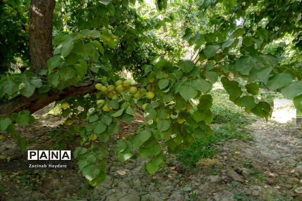 برداشت محصولات کشاورزی در باغات شهرستان ملارد