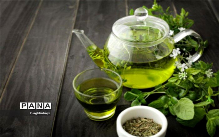 آغاز برداشت چین دوم برگ سبز چای از باغات چای گیلان و مازندران