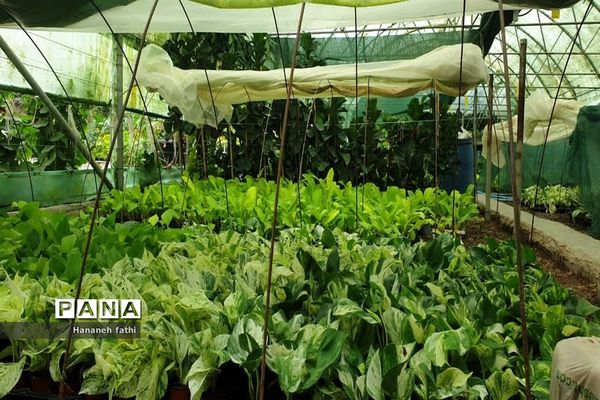 بازدید هنرجویان از گلخانه به‌مناسبت هفته جهاد کشاورزی در محمود‌آباد