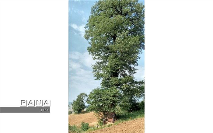 مالک درخت با مجوز منابع طبیعی آن را قطع کرد