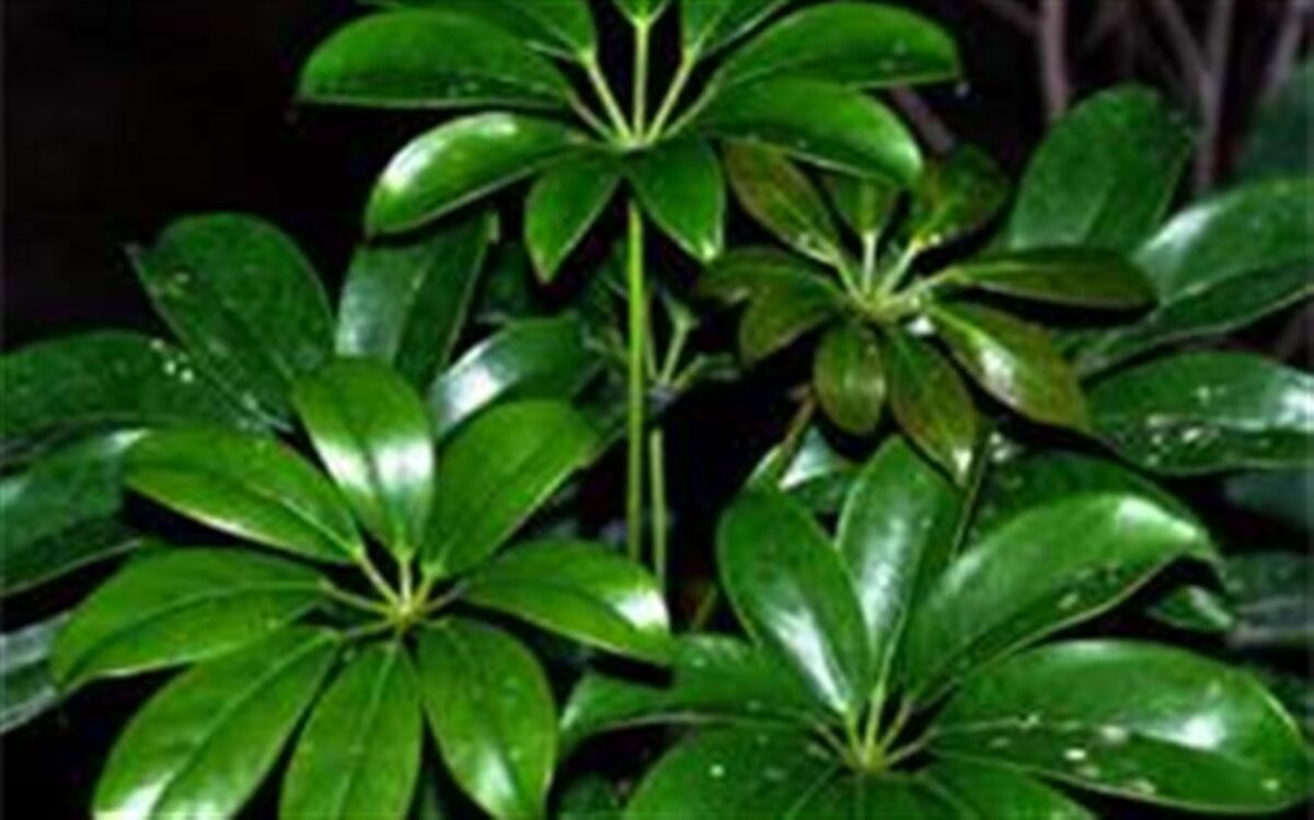 روش نگهداری از گیاه شفلرا