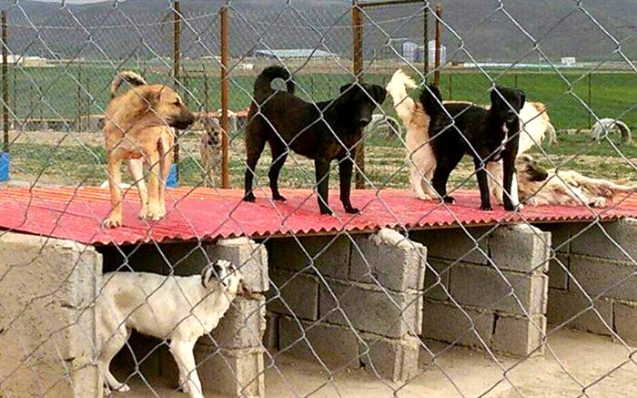 کاهش سگ‌های بی‌سرپرست در کاشمر 