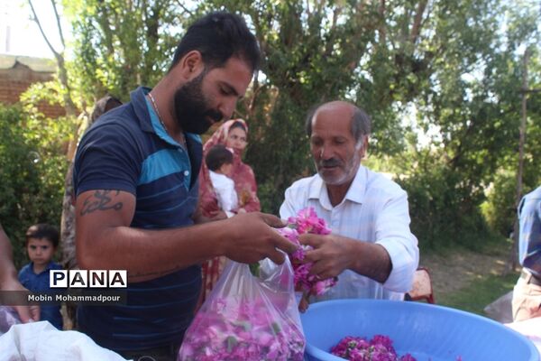 دهمین جشنواره گل محمدی در روستای آمقان بخش عنصرود
