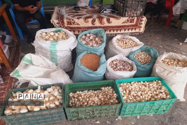 اولین جشنواره پیاز دارابکلا