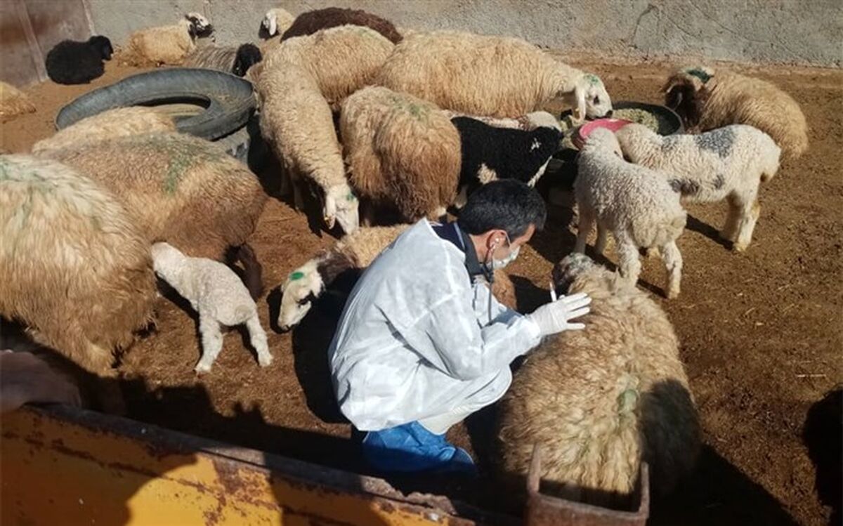 اعلام قیمت دام زنده برای عید قربان