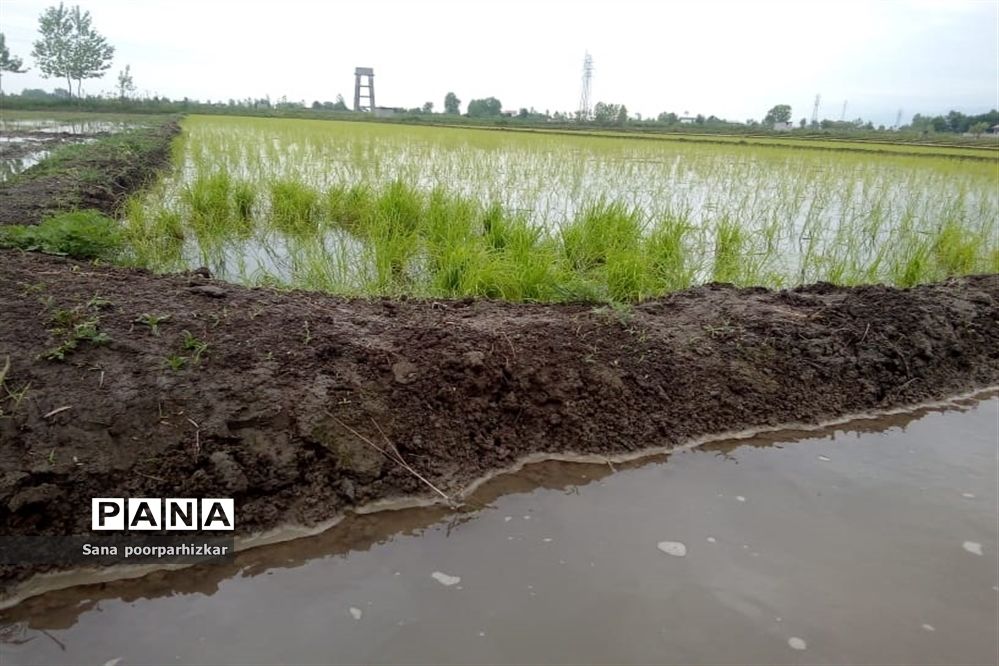 کشت ۴۵ هزار تن برنج در استان‌های شمالی مد نظر است