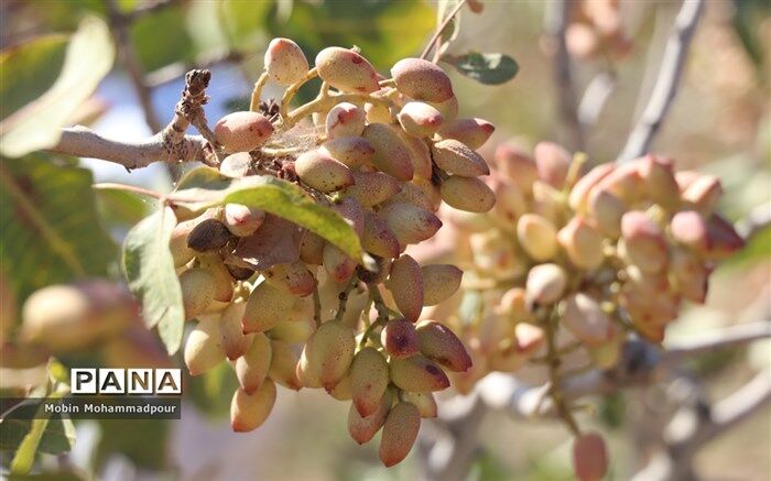 صادرات ۶۴ میلیون یورو پسته ایران به اروپا در ۴ ماه