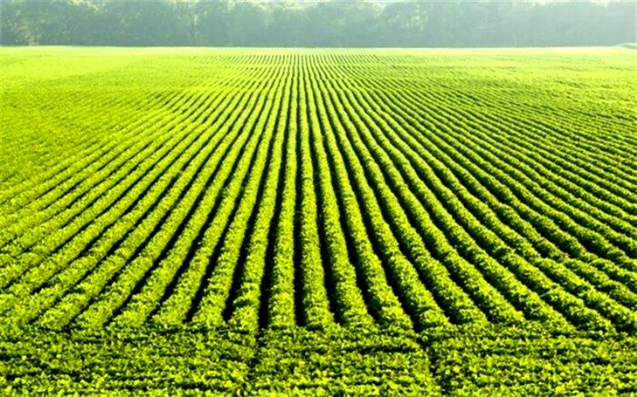 برخورد جدی با تغییر کاربری غیرمجاز اراضی کشاورزی