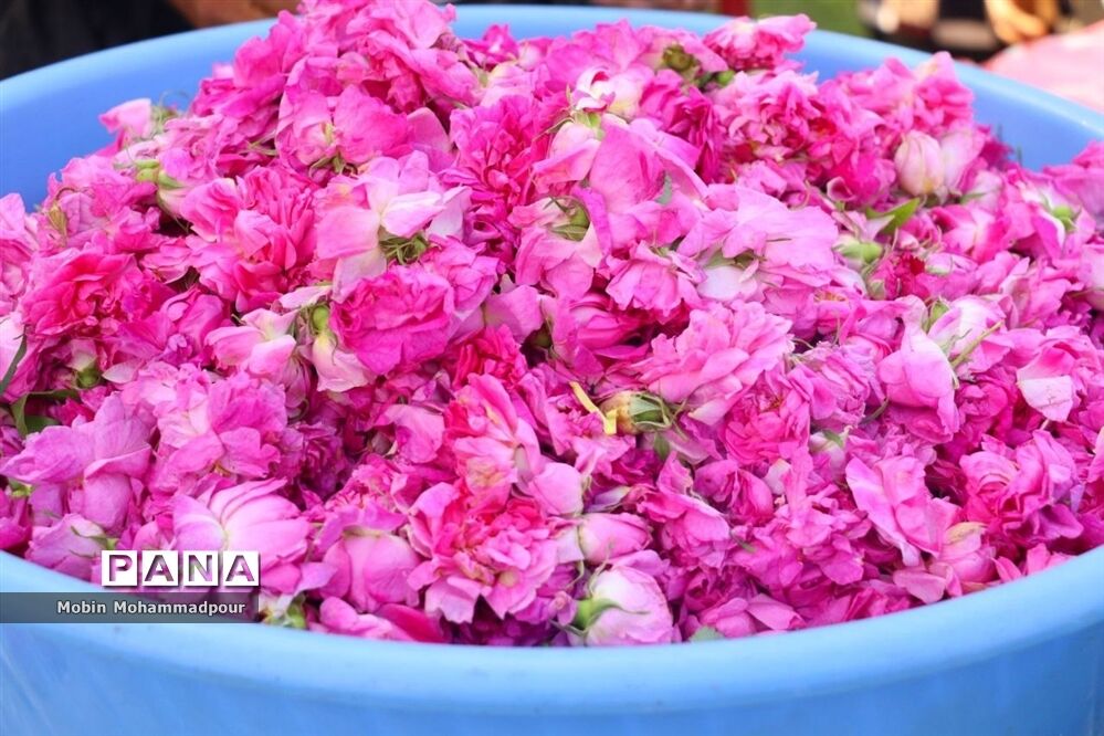 ‌تفاله‌های با ارزش حاصل از گلاب‌گیری
