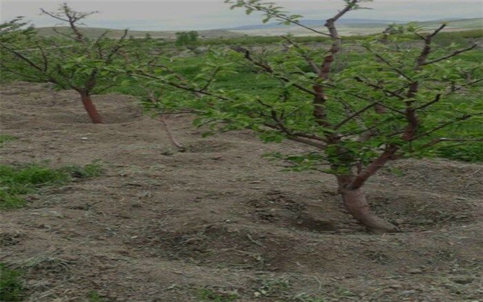 آبیاری غرقابی،روش غالب در آبیاری باغات  شهر کاج