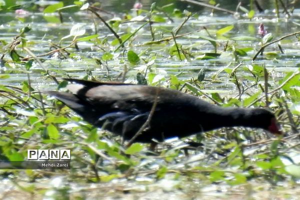 هنر آفرینی خداوند در طبیعت  تالاب چغاخور در چهار محال و بختیاری