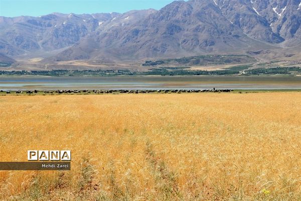 هنر آفرینی خداوند در طبیعت  تالاب چغاخور در چهار محال و بختیاری