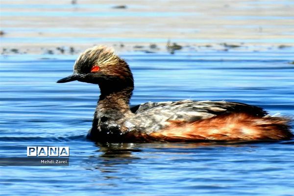 هنر آفرینی خداوند در طبیعت  تالاب چغاخور در چهار محال و بختیاری