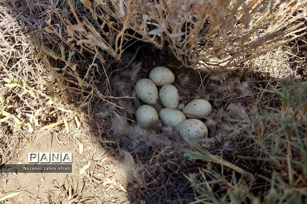 طبیعت زیبای قله دماوند