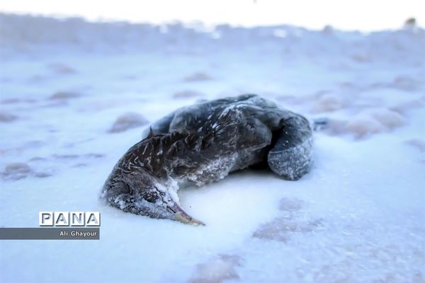 نفس‌های آخر دریاچه ارومیه