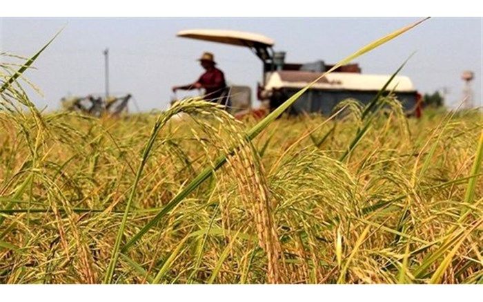 آغاز برداشت برنج در شالیزارهای میاندورود