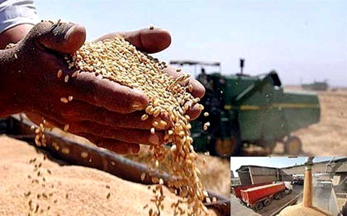 برداشت ۴۲۰ هزار تن گندم از مزارع استان اردبیل