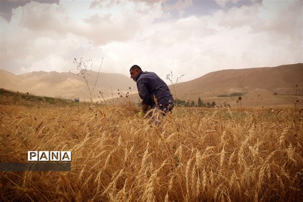 طبیعت تابستانی روستای دره بید شهرستان کوهرنگ