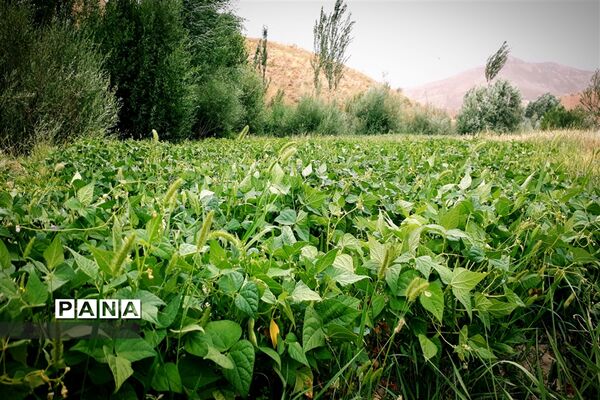 طبیعت تابستانی روستای دره بید شهرستان کوهرنگ