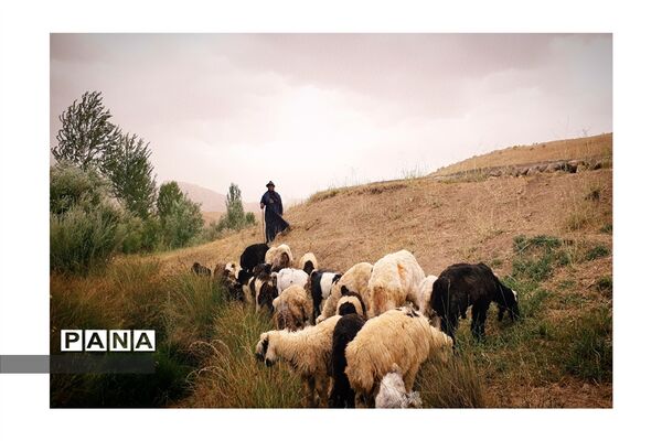 طبیعت تابستانی روستای دره بید شهرستان کوهرنگ