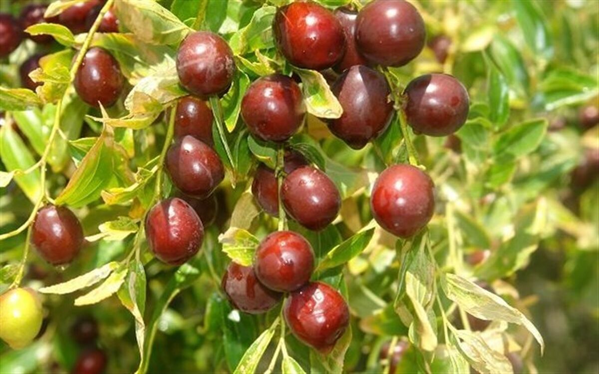 عناب؛ گیاهی آرام‌بخش و ضد بدخلقی