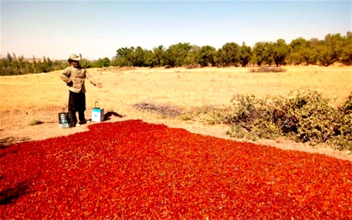 آغاز برداشت آلوچه در باغات شهرستان بن