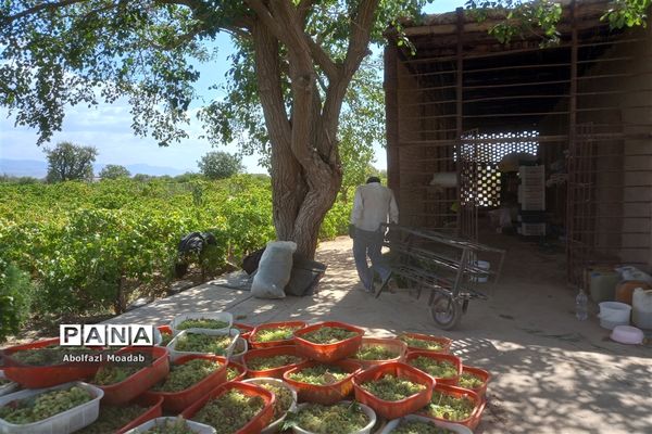 برداشت انگور از خلیل‌آباد