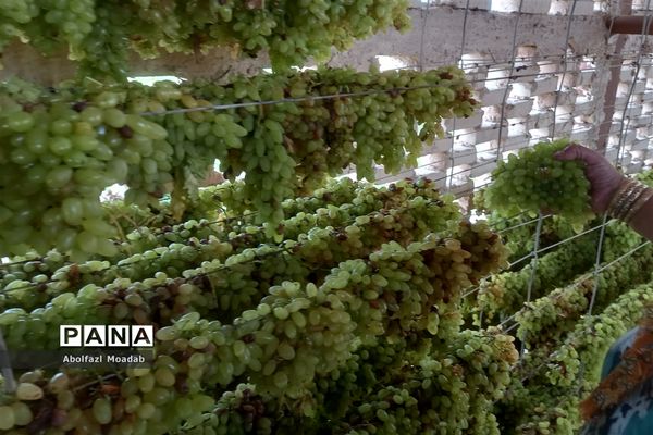 برداشت انگور از خلیل‌آباد