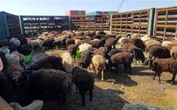 قیمت دام در ایام‌ محرم تغییری نمی‌کند