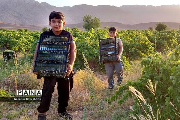 برداشت مروارید‌های زرد انگور از تاکستان‌های روستای محمدآباد زیرکوه