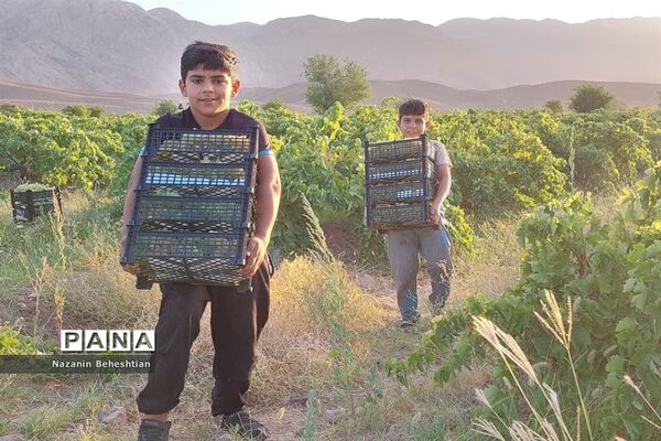 برداشت مروارید‌های زرد انگور از تاکستان‌های روستای محمدآباد زیرکوه
