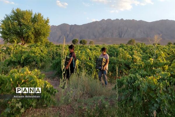 برداشت مروارید‌های زرد انگور از تاکستان‌های روستای محمدآباد زیرکوه