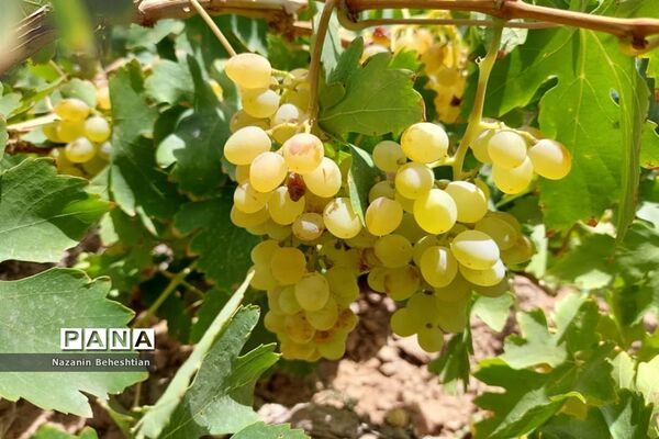 برداشت مروارید‌های زرد انگور از تاکستان‌های روستای محمدآباد زیرکوه