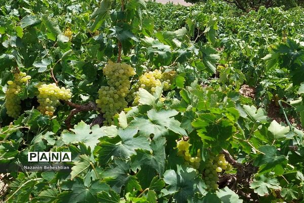 برداشت مروارید‌های زرد انگور از تاکستان‌های روستای محمدآباد زیرکوه