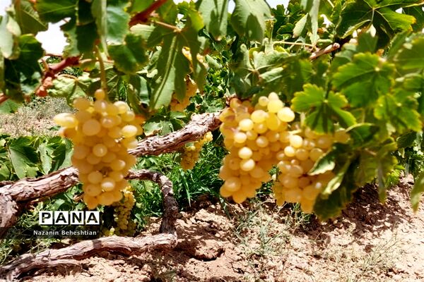 برداشت مروارید‌های زرد انگور از تاکستان‌های روستای محمدآباد زیرکوه