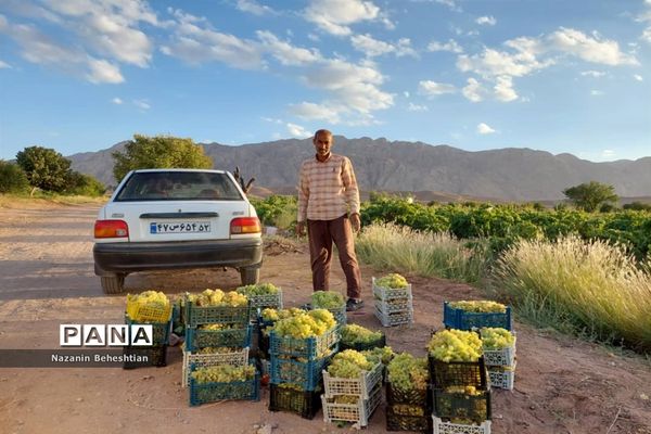 برداشت مروارید‌های زرد انگور از تاکستان‌های روستای محمدآباد زیرکوه