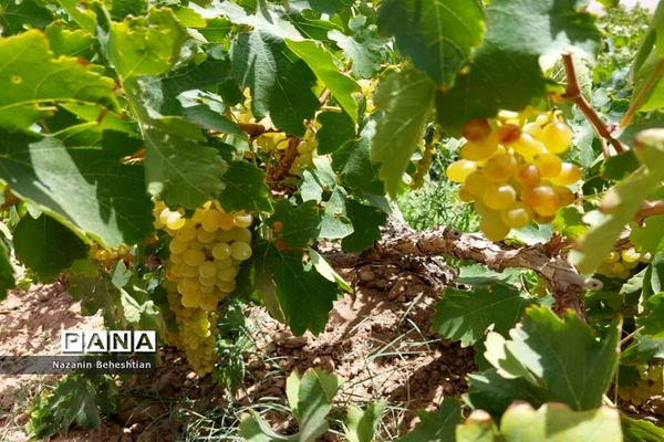 برداشت مروارید‌های زرد انگور از تاکستان‌های روستای محمدآباد زیرکوه