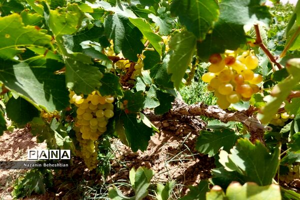 برداشت مروارید‌های زرد انگور از تاکستان‌های روستای محمدآباد زیرکوه