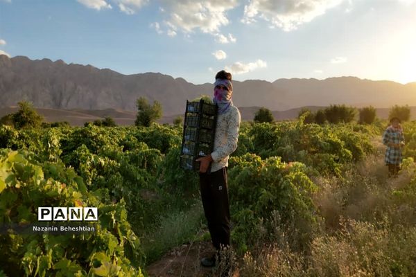 برداشت مروارید‌های زرد انگور از تاکستان‌های روستای محمدآباد زیرکوه