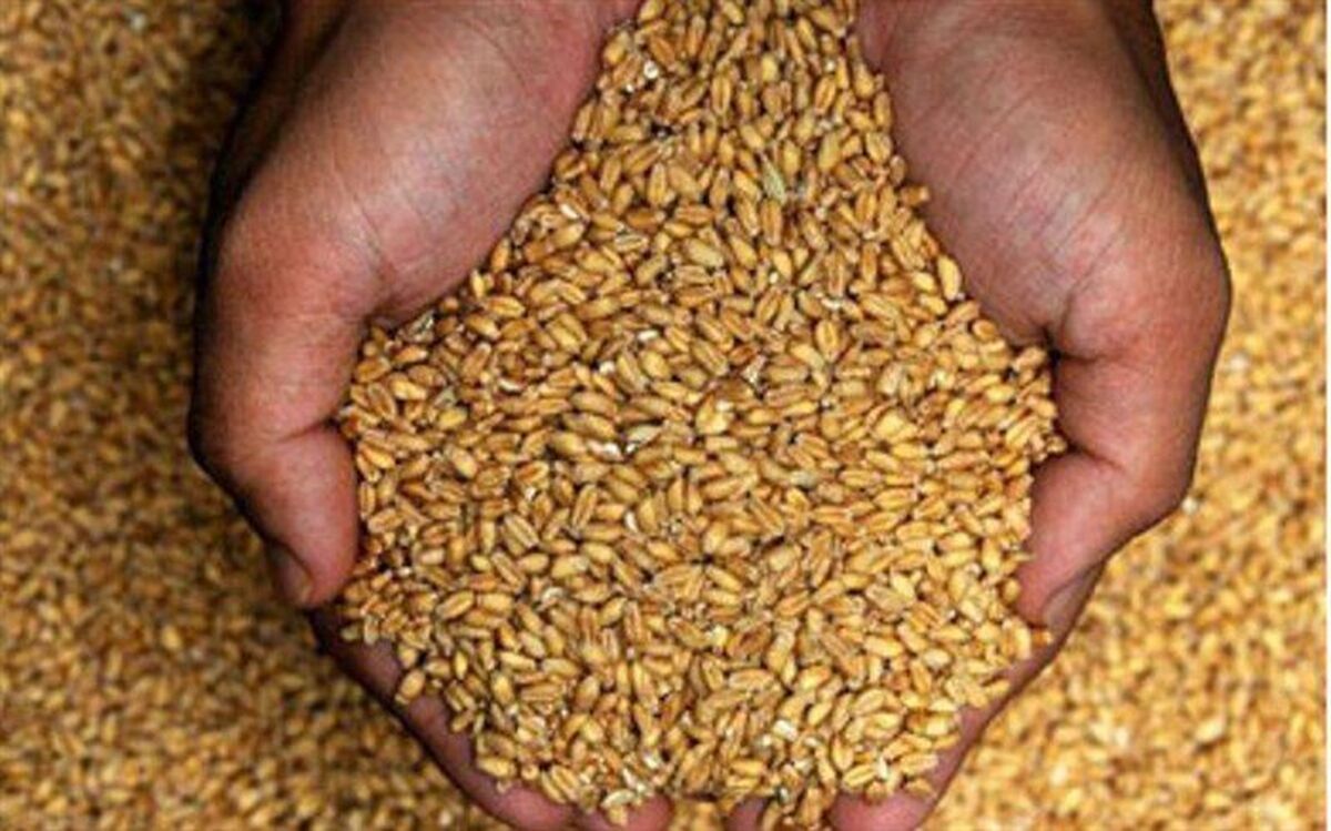 کاهش بهای جهانی غلات در پی تداوم صادرات اوکراین