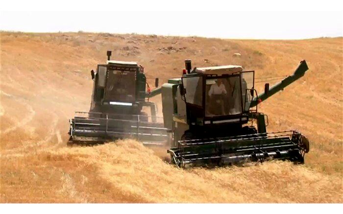 رشد چندین برابری تولید گندم در شهرستان ملکان