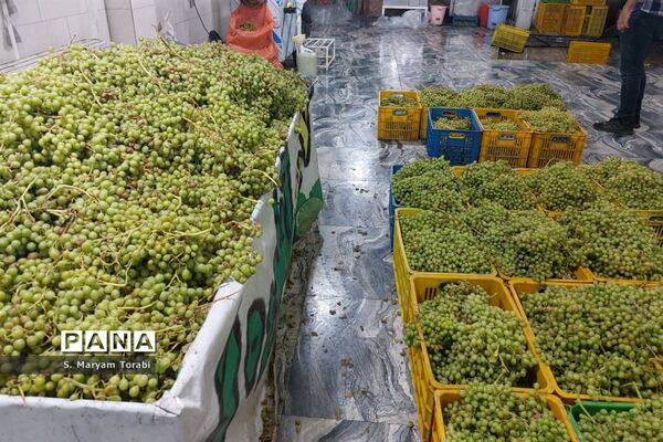 آبغوره‌گیری در شیراز